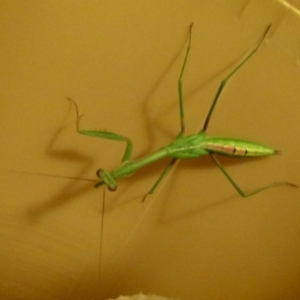 Mantodea (order) at Flynn, ACT - 28 Jan 2012 12:00 AM