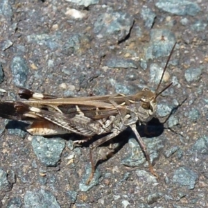 Oedaleus australis at Latham, ACT - 31 Jan 2012 12:00 AM