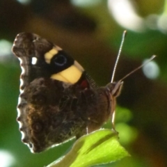 Vanessa itea (Yellow Admiral) at Flynn, ACT - 30 Jan 2012 by Christine