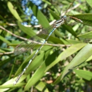 Austrolestes leda at Flynn, ACT - 31 Jan 2012