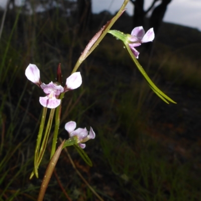 Diuris dendrobioides (Late Mauve Doubletail) at Michelago, NSW - 23 Nov 2017 by JanetRussell