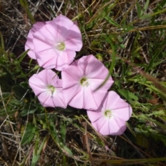 Convolvulus angustissimus subsp. angustissimus (Australian Bindweed) at Polo Flat, NSW - 23 Nov 2017 by JanetRussell