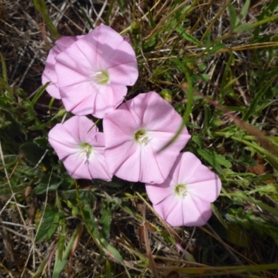 Convolvulus angustissimus subsp. angustissimus (Australian Bindweed) at Cooma Grasslands Reserves - 22 Nov 2017 by JanetRussell