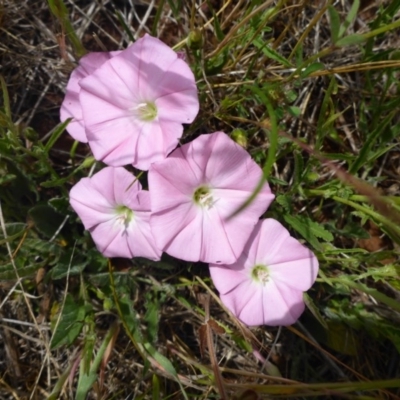 Convolvulus angustissimus subsp. angustissimus (Australian Bindweed) at Polo Flat, NSW - 23 Nov 2017 by JanetRussell