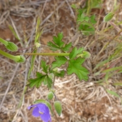 Erodium crinitum (Native Crowfoot) at Cooma Grasslands Reserves - 22 Nov 2017 by JanetRussell