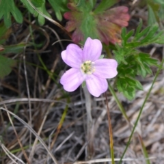 Geranium solanderi var. solanderi (Native Geranium) at Polo Flat, NSW - 22 Nov 2017 by JanetRussell