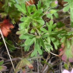 Geranium solanderi var. solanderi at Polo Flat, NSW - 23 Nov 2017 10:59 AM