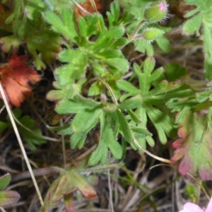 Geranium solanderi var. solanderi at Polo Flat, NSW - 23 Nov 2017 10:59 AM