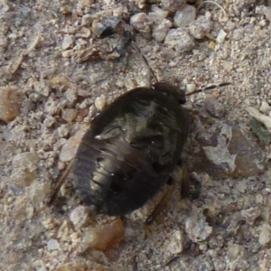 Cydnidae (family) at Stromlo, ACT - 1 Feb 2012 12:00 AM