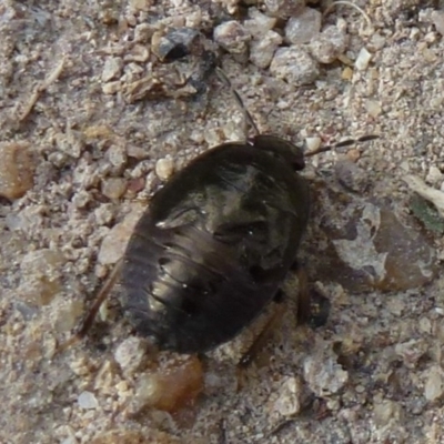 Cydnidae (family) (Burrower bug) at Stromlo, ACT - 31 Jan 2012 by Christine