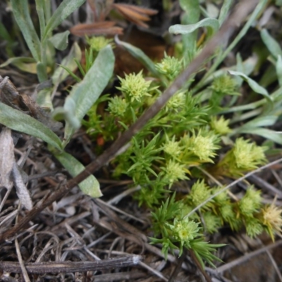 Scleranthus diander (Many-flowered Knawel) at Polo Flat, NSW - 23 Nov 2017 by JanetRussell