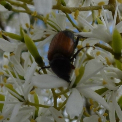 Phyllotocus navicularis (Nectar scarab) at Stromlo, ACT - 1 Feb 2012 by Christine