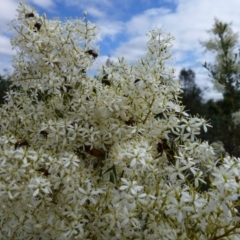 Phyllotocus navicularis at Stromlo, ACT - 1 Feb 2012 08:32 AM