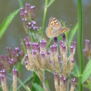 Junonia villida at Latham, ACT - 7 Feb 2012 12:00 AM