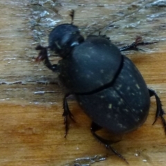 Onthophagus sp. (genus) (Dung beetle) at Fyshwick, ACT - 18 Feb 2012 by Christine