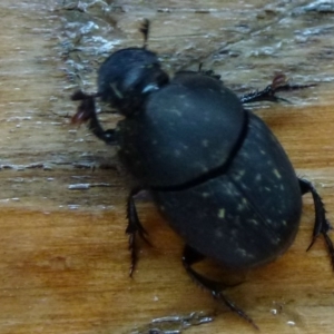 Onthophagus sp. (genus) at Fyshwick, ACT - 19 Feb 2012