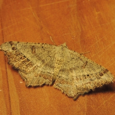 Dissomorphia australiaria (Dashed Geometrid, Ennominae) at Greenway, ACT - 19 Nov 2017 by MichaelBedingfield