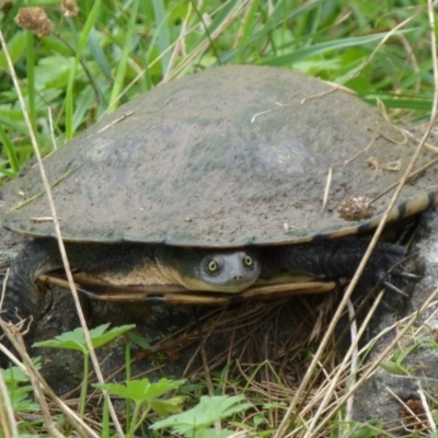 Chelodina longicollis (Eastern Long-necked Turtle) at Molonglo River Reserve - 22 Feb 2012 by Christine