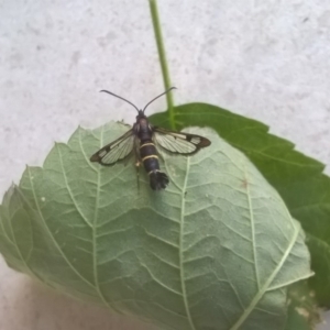 Synanthedon tipuliformis at Hawker, ACT - 24 Nov 2017