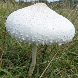 Macrolepiota dolichaula at Symonston, ACT - 18 Feb 2012