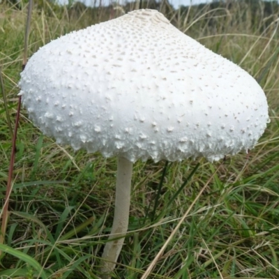 Macrolepiota dolichaula (Macrolepiota dolichaula) at Symonston, ACT - 18 Feb 2012 by Christine