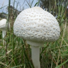 Macrolepiota dolichaula at Symonston, ACT - 18 Feb 2012