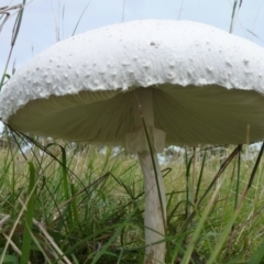 Macrolepiota dolichaula at Symonston, ACT - 18 Feb 2012