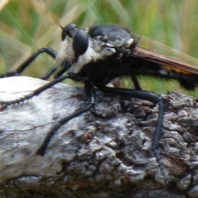 Blepharotes sp. (genus) (A robber fly) at Symonston, ACT - 18 Feb 2012 by Christine