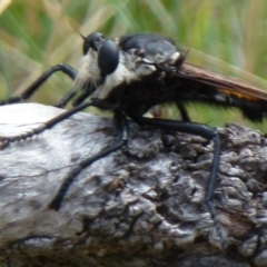 Blepharotes sp. (genus) (A robber fly) at Symonston, ACT - 17 Feb 2012 by Christine
