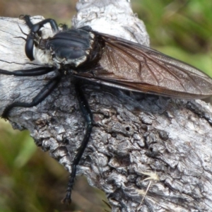 Blepharotes sp. (genus) at Symonston, ACT - 18 Feb 2012 12:00 AM