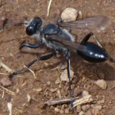 Sphex sp. (genus) (Unidentified Sphex digger wasp) at Symonston, ACT - 17 Feb 2012 by Christine