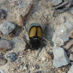 Liparetrus discipennis (A chafer beetle) at O'Connor, ACT - 13 Feb 2012 by Christine