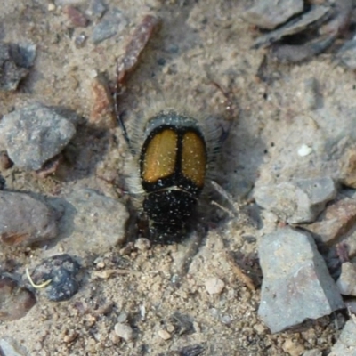 Liparetrus discipennis (A chafer beetle) at Bruce Ridge - 12 Feb 2012 by Christine