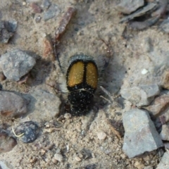 Liparetrus discipennis (A chafer beetle) at O'Connor, ACT - 12 Feb 2012 by Christine
