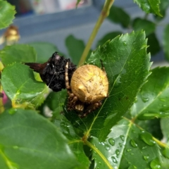 Backobourkia (genus) (An orb weaver) at Red Hill, ACT - 2 Dec 2017 by Anita