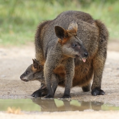 Wallabia bicolor (Swamp Wallaby) at Mimosa Rocks National Park - 28 Nov 2017 by Leo