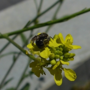 Lasioglossum (Chilalictus) sp. (genus & subgenus) at Reid, ACT - 20 Nov 2017