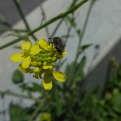 Lasioglossum (Chilalictus) sp. (genus & subgenus) at Reid, ACT - 20 Nov 2017