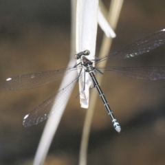 Austroargiolestes calcaris (Powdered Flatwing) at Tennent, ACT - 30 Nov 2017 by KenT