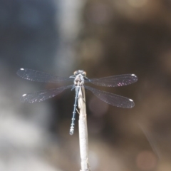 Austroargiolestes calcaris at Tennent, ACT - 30 Nov 2017 12:00 AM