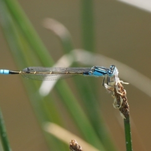 Ischnura heterosticta at Tennent, ACT - 30 Nov 2017