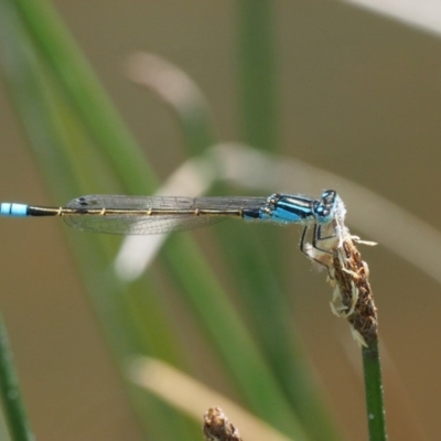 Ischnura heterosticta (Common Bluetail Damselfly) at Tennent, ACT - 30 Nov 2017 by KenT