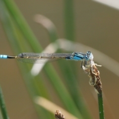 Ischnura heterosticta (Common Bluetail Damselfly) at Tennent, ACT - 30 Nov 2017 by KenT