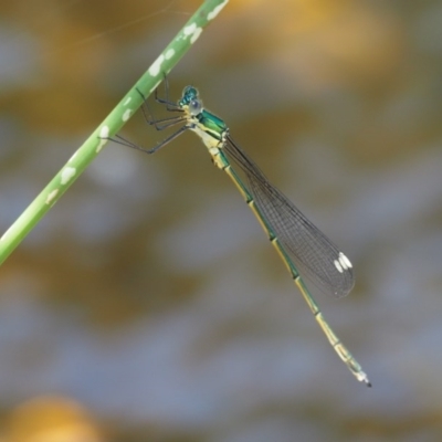 Synlestes weyersii (Bronze Needle) at Tennent, ACT - 30 Nov 2017 by KenT