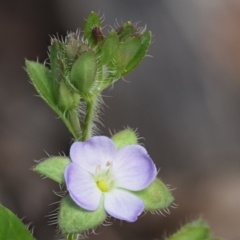 Veronica calycina (Hairy Speedwell) at Tennent, ACT - 30 Nov 2017 by KenT