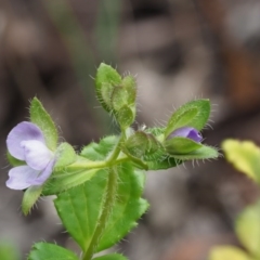 Veronica calycina at Tennent, ACT - 30 Nov 2017