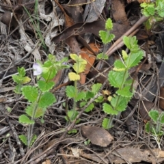 Veronica calycina at Tennent, ACT - 30 Nov 2017