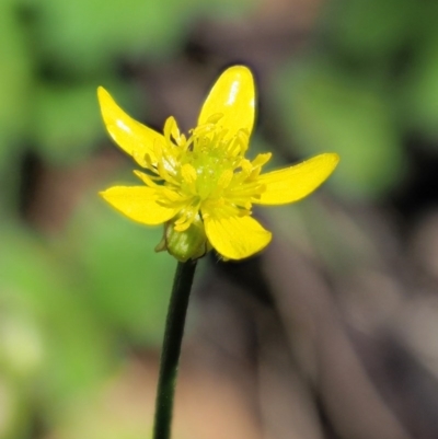 Ranunculus scapiger at Tennent, ACT - 30 Nov 2017 by KenT