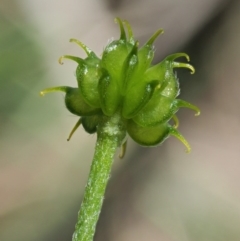 Ranunculus scapiger at Tennent, ACT - 30 Nov 2017