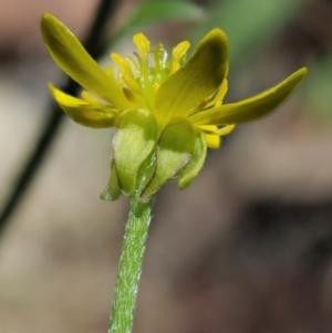 Ranunculus scapiger at Tennent, ACT - 30 Nov 2017 10:36 AM